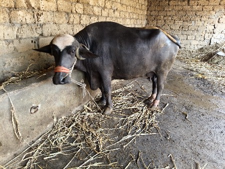 6 6લિટર દૂધ મહિના દીદી વેણાલ બીજુ