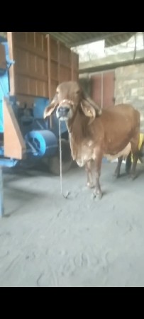 ગાઈ વેચવાની સે