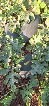 શેરશાહ કંપનીનું બિયારણ છે અને વેલા