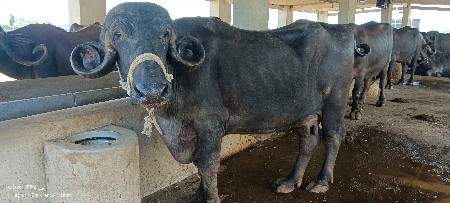 થંબનેલ 3