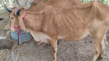 ગાય વેચવાની છે