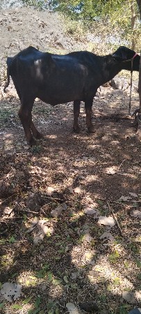 थंबनेल 5