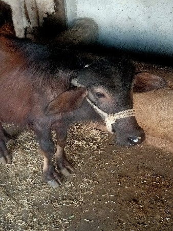 थंबनेल 3