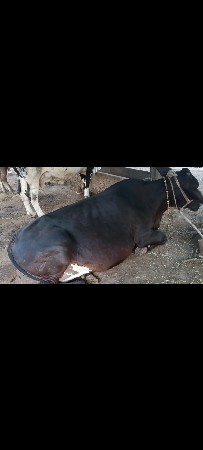 ગાય વેચવાની છે