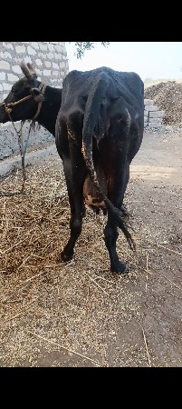 ગાય વેચવાની સે