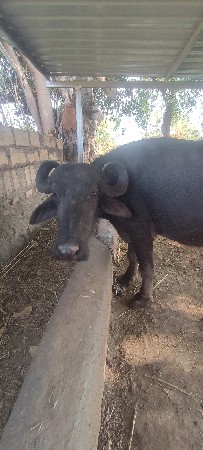ભેસ  વેચવાની છે