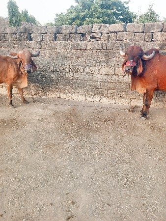 vesvana se