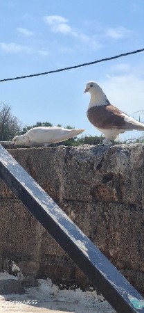 વેચવાના છે