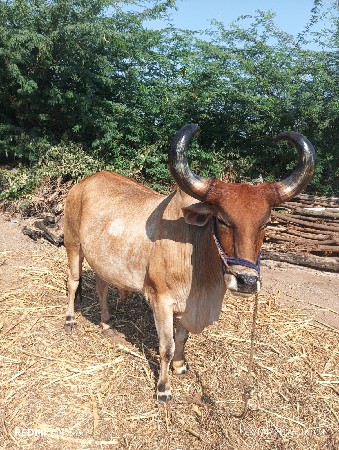 બળદ વેચવાના છે