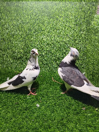 थंबनेल 3