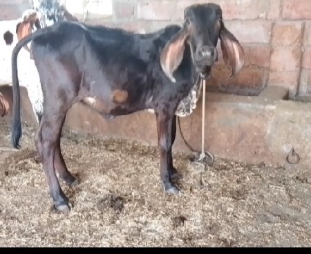 સાટા પણ કરવામાં આવશે ખાલી ખડાઈ હોય