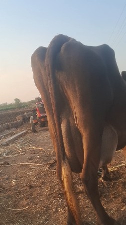 થંબનેલ 2