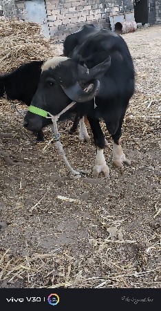 વેચવાના છે