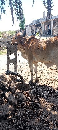 थंबनेल 3