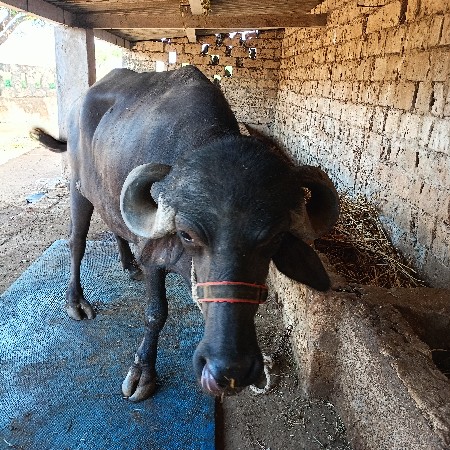 थंबनेल 3