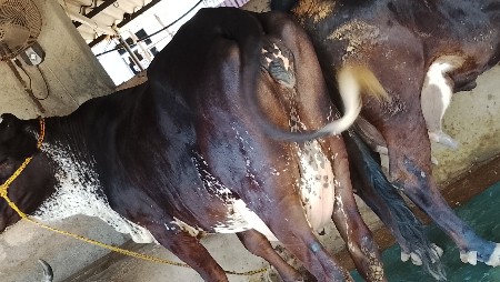 જર્સી ગાય વેચવાની છે