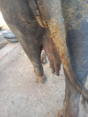 આ ભેંસ વેચવાની છે