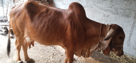 ગાય વેચવાની છે