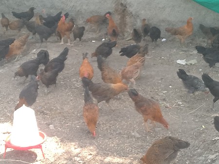 આ મુર્ગી વાંચવા ને છે