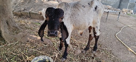 થંબનેલ 2