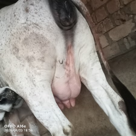 થંબનેલ 3