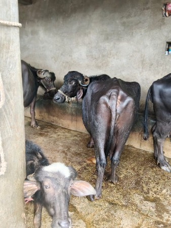 થંબનેલ 2