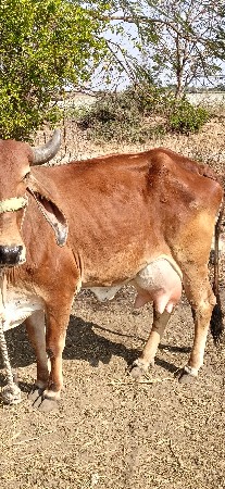 ગાય વેચવાની છે