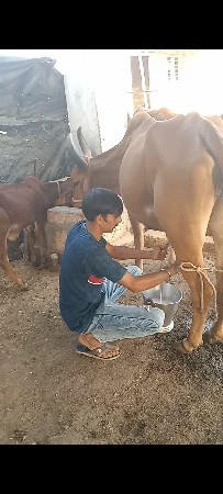 ગાય વેચાવાનીછે