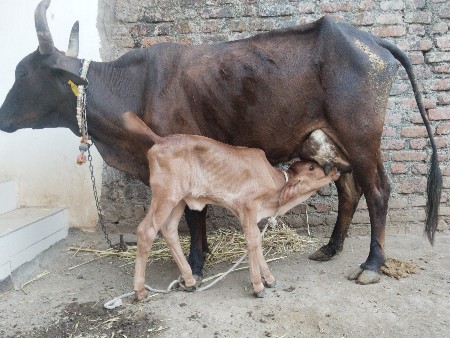 ગાય વેચવાની છે