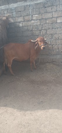 વાયા આદિ છે