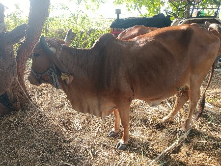 થંબનેલ 3