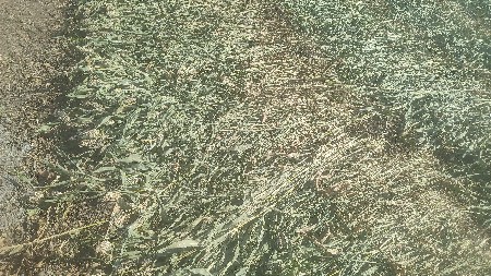 કડબ(ઝાર) વેચવાની છે 5 વિધા ની