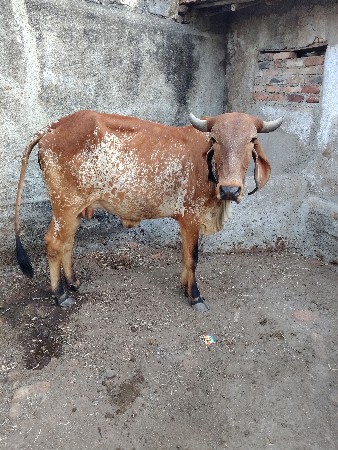 थंबनेल 3