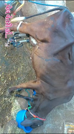 HF ગાય આપવાની સે