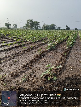 જમીન વેચવાની છે 7 વીધા‌ છે
