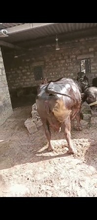 ભેસ વેચવાની સે