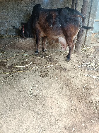 કાંકરેજ ગાય વેચવાની છે