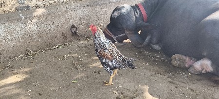 original asil Murgha