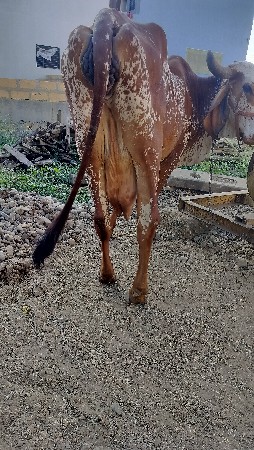 કાબરી ગાય વેચવાની છે ત્રીજું વેતર