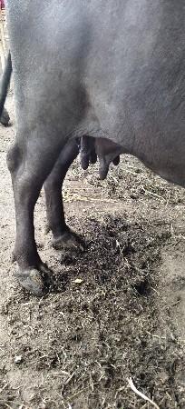 ત્રીજું વેતર ઉંચાઇ લંબાઈ સારી