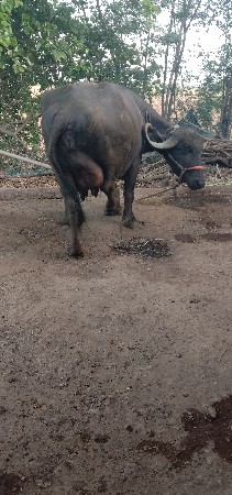 थंबनेल 2