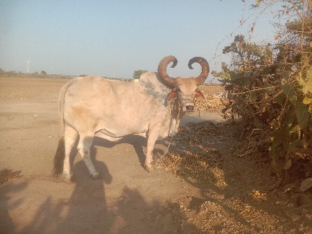 બળદ વેચવા ના છે માત્ર ખેડૂત ને