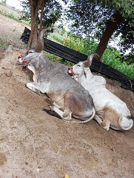 બરધ વેચવાના શૈ તન ધર