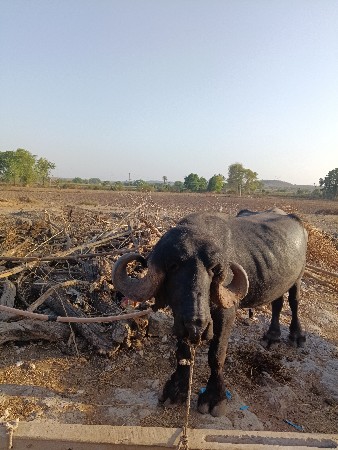 લખમણ ગઢવી