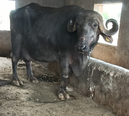 ભેંસ વેચવાની છે