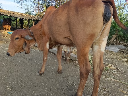 थंबनेल 6