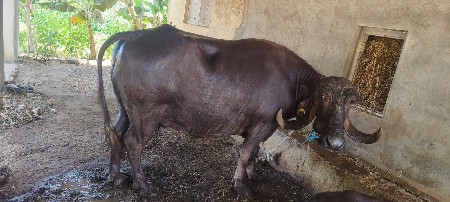 ભેંસ વેચવાની છે