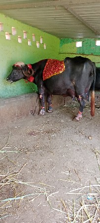 ભેસ વેસવા ની સે