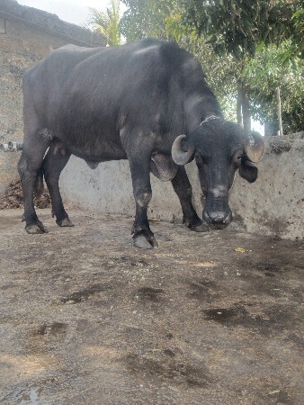 थंबनेल 2