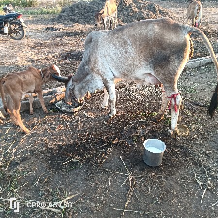 હોડકી વેચવાની છે સોજીછે